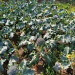 Organic Farm Experience